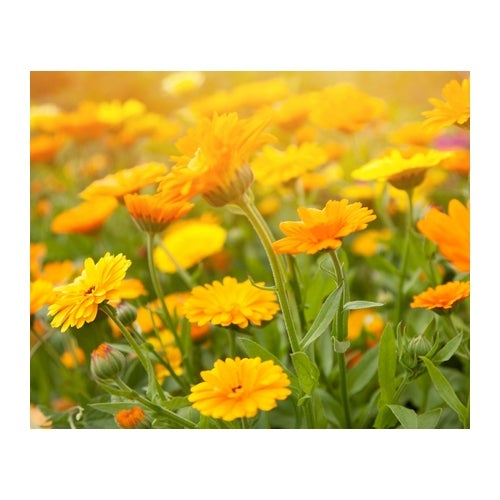 Kiehl's Calendula Deep Cleansing Foaming Face Wash